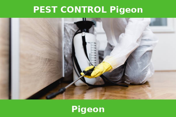 PEST CONTROL Pigeon